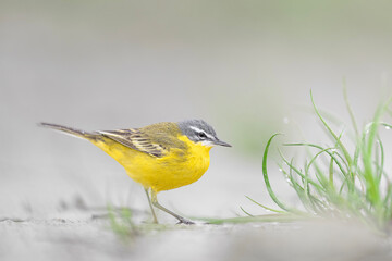 Extreme closeup for the western yellow wagtail (Motacilla flava)