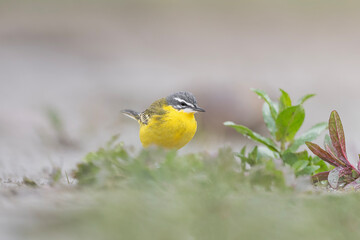 Fine art portrait of western yellow wagtail among the grass (Motacilla flava)