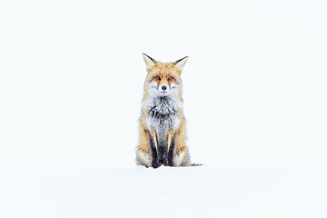 Sitted wild Red Fox staring on a mountain full of snow