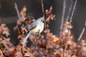 Close-up shot of a Tufted Titmouse sitting on a tree branch in the blurry background
