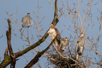 Close-up shot of a hawk and herons sitting on a leafless tree branches