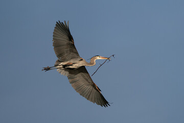 Heron in flight with a branch in beak