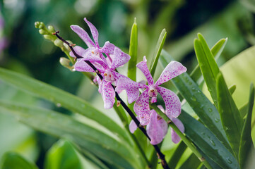 Purple polka dot orchid with green leaves and green blurred background.