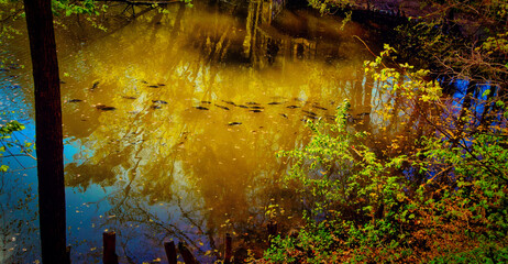 Reflection of the trees and the sunlight on a pond withfish in the forest