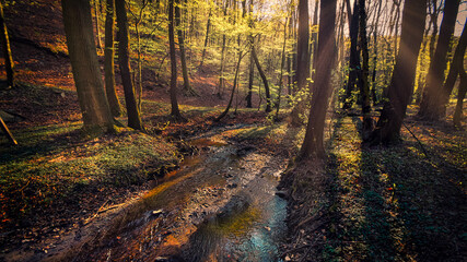 Creek flowing through the forest with trees and green grass under sunbeams