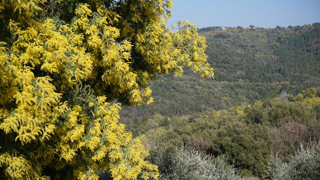 Mimosas du Tanneron