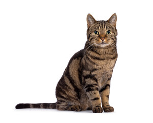 Excellent typed purebred senior European Shorthair cat, sitting up side ways. Looking at camera....