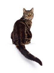 Excellent typed purebred senior European Shorthair cat, backwards on edge. Looking over shoulder at camera. Isolated on a white background.