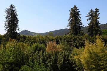 Low angle view of a beautiful forest on a sunny day