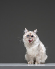 Fluffy grey cat with blue eyes licks its lips. Sitting Neva Masquerade kitten on a gray background in studio. High quality vertical photo of cat with tongue out