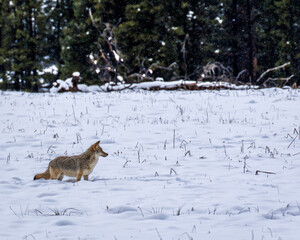 Fototapeta premium Coyote in a snowy field of Yellowstone National Park, Wyoming, United States