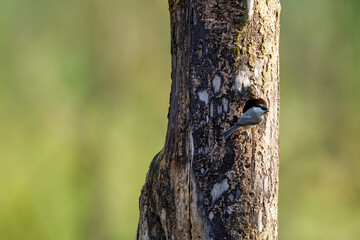 A Coal tit at the breeding cave