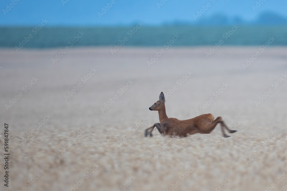 Poster beautiful view of a deer running in a field