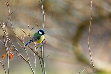 A great titmouse in the wild