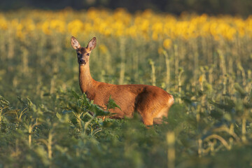 Beautiful view of a deer in a field