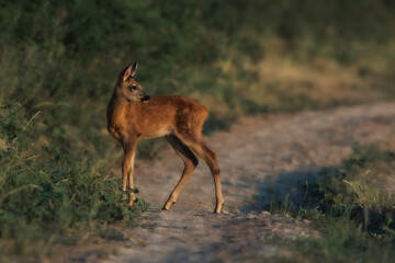 Beautiful view of a deer crossing the road in a field