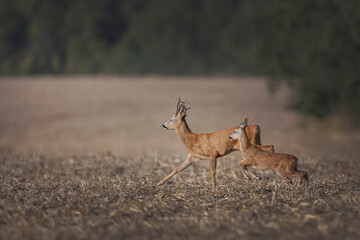 Deers on a dry field in a blurry background