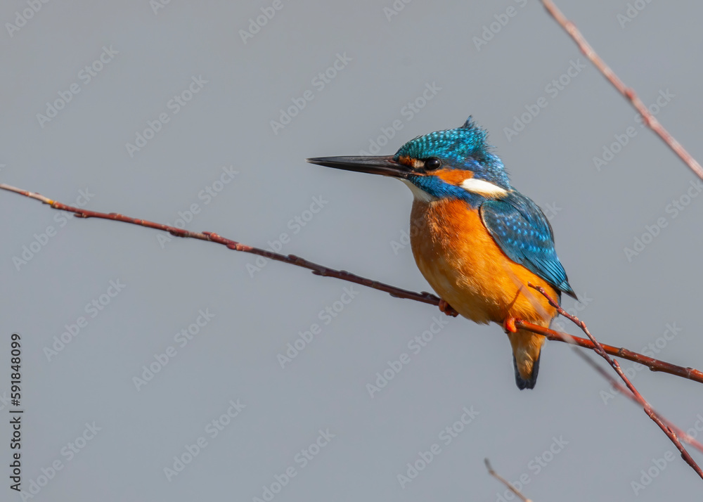 Poster common kingfisher with colorful feathers perched on a branch