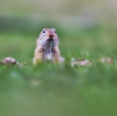 Selective-focus shot of a cute Spermophilus on grass