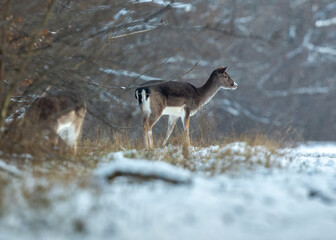 Selective focus of a deer in the forest in the winter