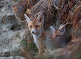 Close-up shot of two foxes lying outdoors