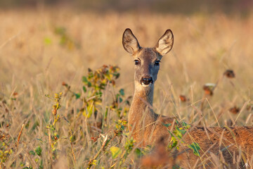Beautiful view of a deer in a field