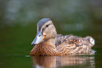 Beautiful mallard floating in the lake