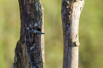 A blue titmouse at the cave