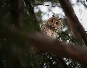 Beautiful owl with the open eyes perched on a tree branch