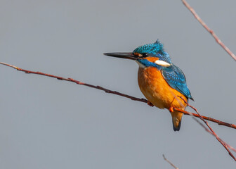 Common kingfisher with colorful feathers perched on a branch