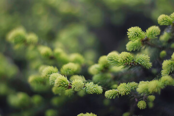 Closeup shot of Picea jezoensis hondoensis in a forest during the day