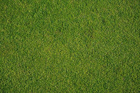 Green grass background, top view background of garden bright grass concept used for making green backdrop, lawn for sports field. © somchai