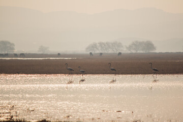 Fototapeta na wymiar flamingo in the naturel park