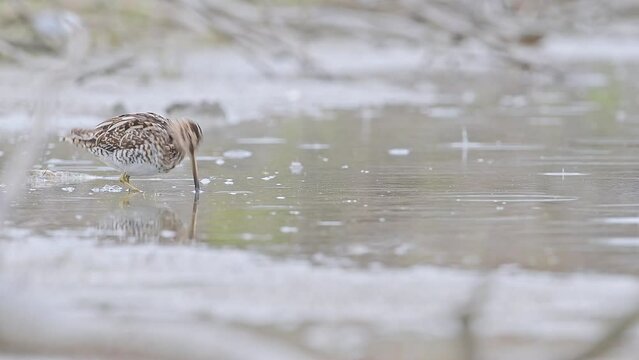At hunt under the rain, the common snipe (Gallinago gallinago)