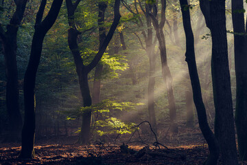 Beautiful shot of a dark forest full with trees and rays of sunshine