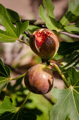 ripe figs on tree