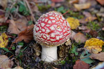 Little fly agaric grows in forest