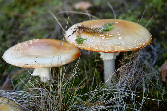 Inedible mushrooms in the forest