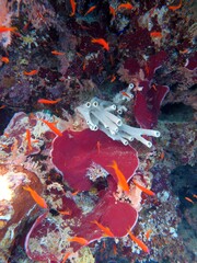 Red sea Soft corals  and hard  coral reef  with red sponge
