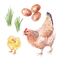 Watercolor set with chicken, chick, eggs and grass