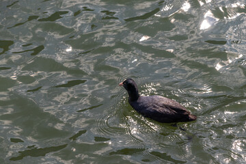 キラキラ光る水面と一羽の黒い水鳥
