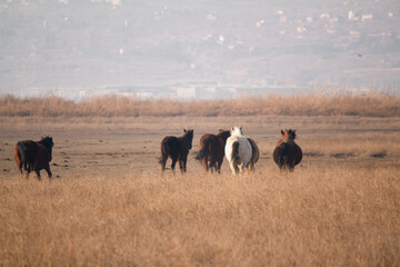 herd of horses