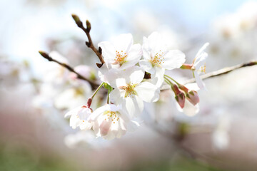 春の日差しを浴びて咲く満開の桜（ソメイヨシノ）