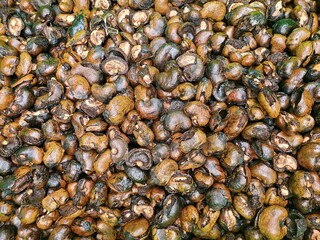 cashew
