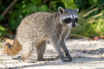 Cozumel raccoon