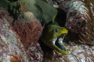 Green moray