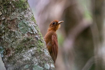 Ruddy woodcreeper on a tree