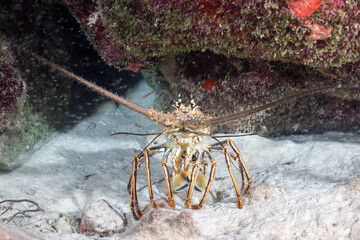 Closeup of Caribbean spiny lobster