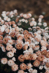 Beautiful chrysanthemum flowers in the frost. Flowers in the garden