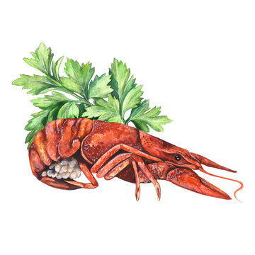 Watercolor illustration of juicy, red boiled crayfish with parsley isolated on transparent background